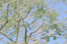 st